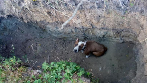 Karlovarští strážníci v roli zachránců