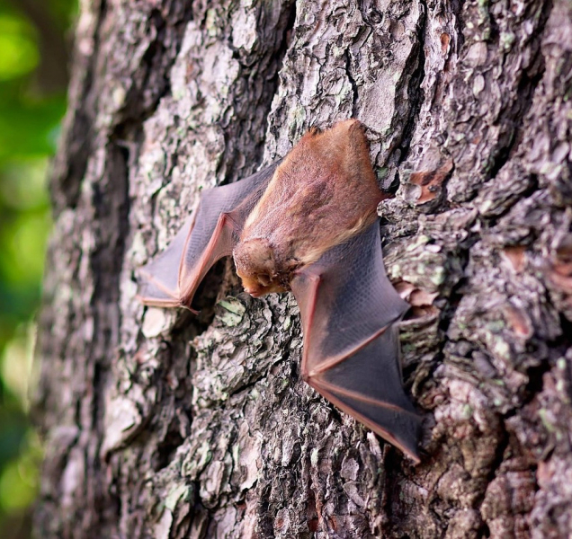 Netopýři zaměstnali minulý pátek strážníky v Karlových Varech